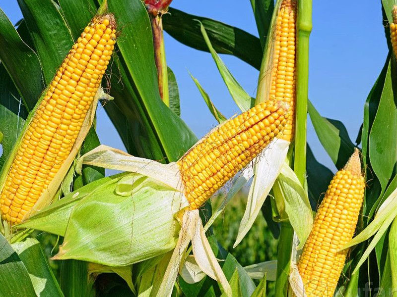 Corn