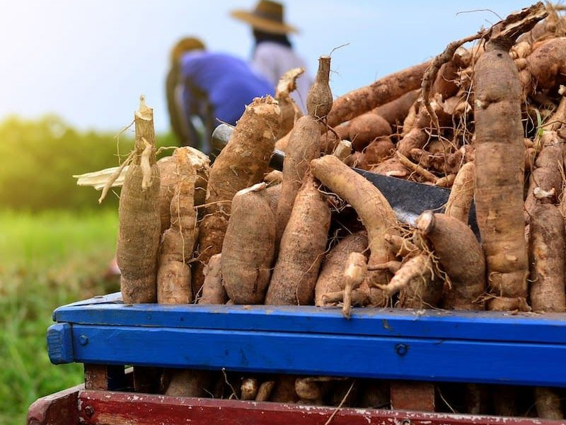 Cassava