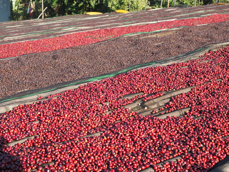 Dried Natural Arabica Cherry