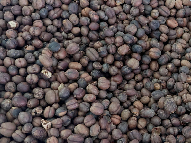 Dried Natural Robusta Cherry